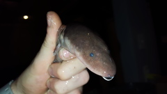 Amphiuma tridactylum