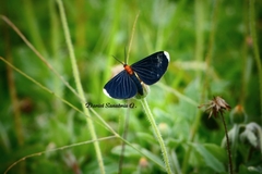 Melanchroia chephise