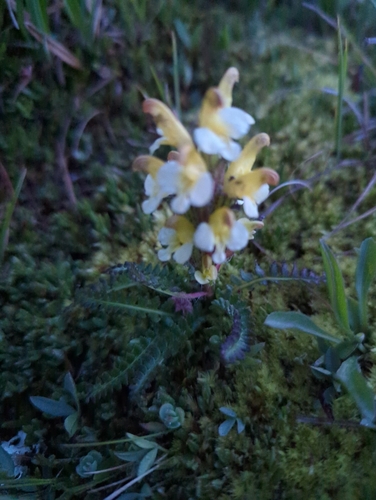 Image of Pedicularis oederi by no rights reserved