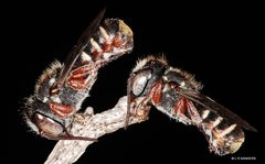 Megachile tosticauda