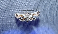 Neurophyseta