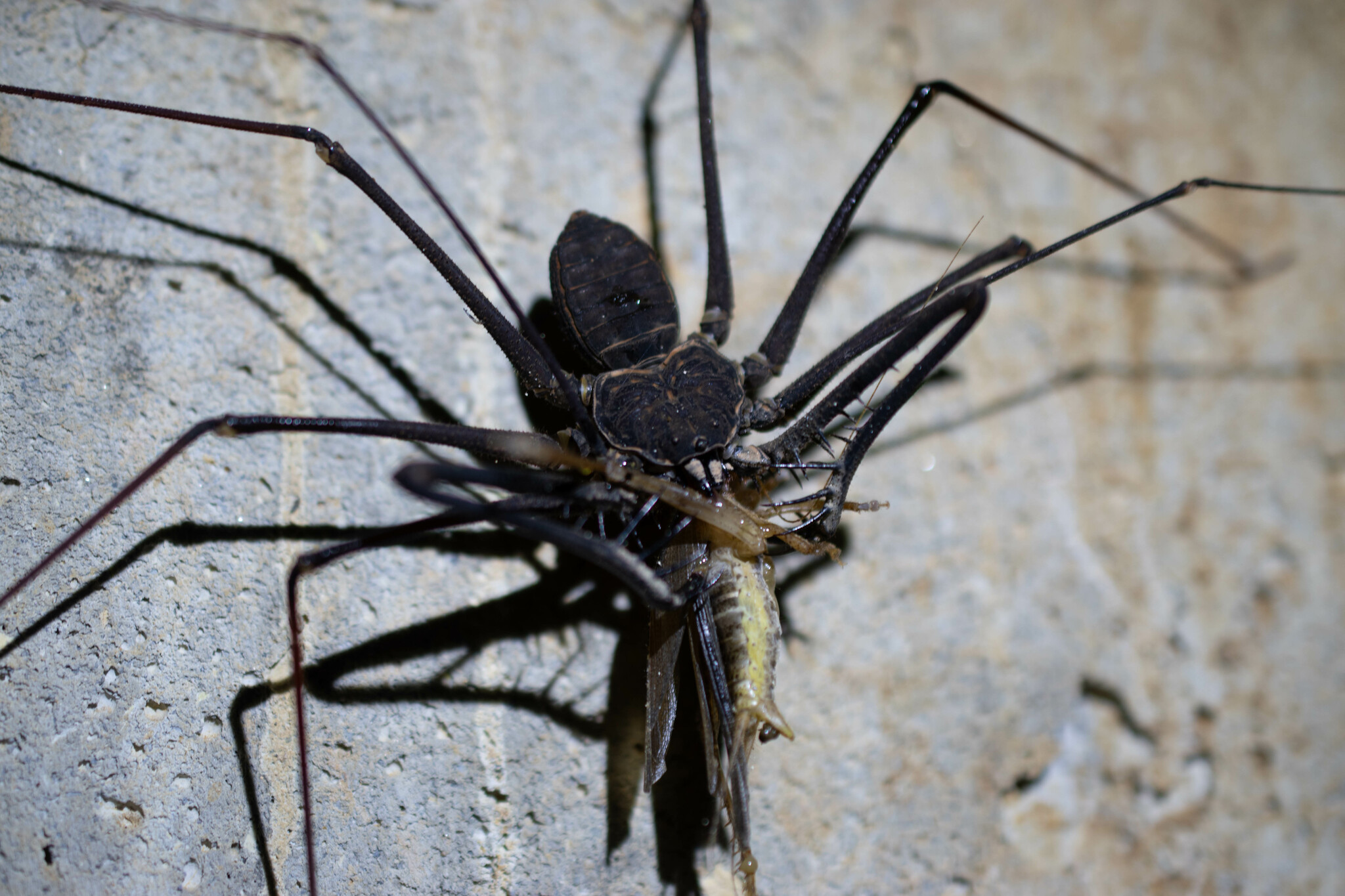 Heterophrynus batesii (Butler, 1873)