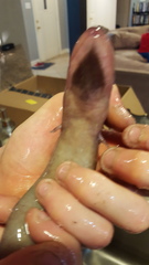 Amphiuma tridactylum