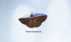 Plynteria marginata