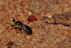 Euryglossina storeyi