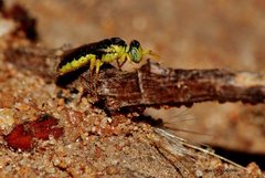 Euryglossina storeyi