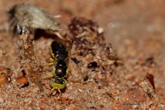 Euryglossina storeyi