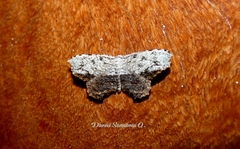 Schidax squamaria