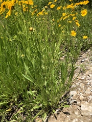 Coreopsis lanceolata