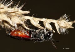 Sphecodes profugus