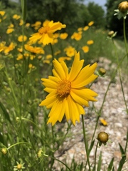 Coreopsis lanceolata