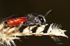 Sphecodes profugus