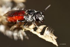 Sphecodes profugus