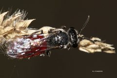 Sphecodes profugus
