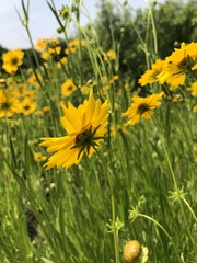 Coreopsis lanceolata
