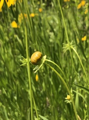 Coreopsis lanceolata