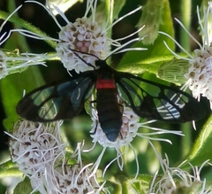 Amata pectoralis