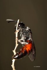 Sphecodes profugus
