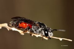 Sphecodes profugus