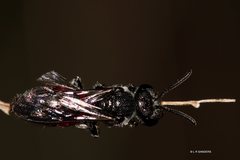 Sphecodes profugus