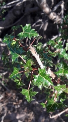 Vasconcellea chilensis