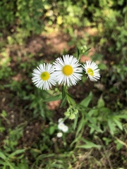 Erigeron