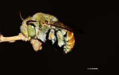 Amegilla aeruginosa