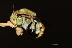 Amegilla aeruginosa