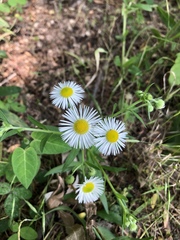 Erigeron