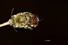 Amegilla aeruginosa