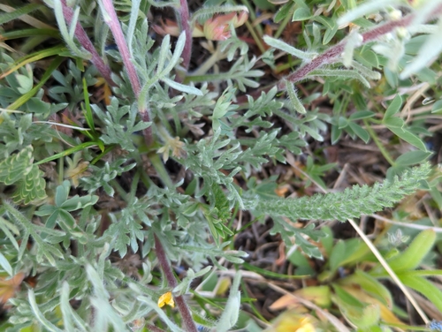 Image of Artemisia scopulorum by no rights reserved