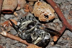 Megachile lucidiventris