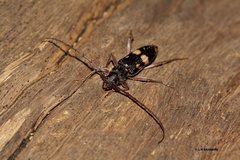 Phoracantha punctata