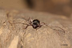 Phoracantha punctata