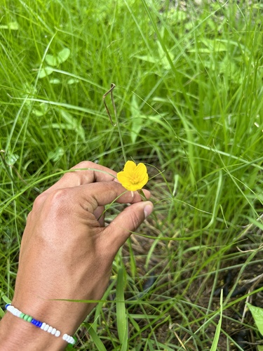 Image of Zephyranthes citrina by no rights reserved