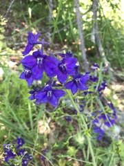 Delphinium decorum tracyi