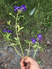 Delphinium decorum tracyi