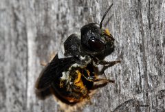 Megachile macleayi