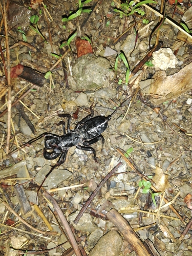 Giant Vinegaroon photo 5