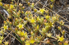 Dudleya multicaulis