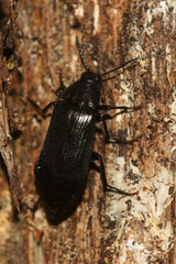 Melandrya caraboides