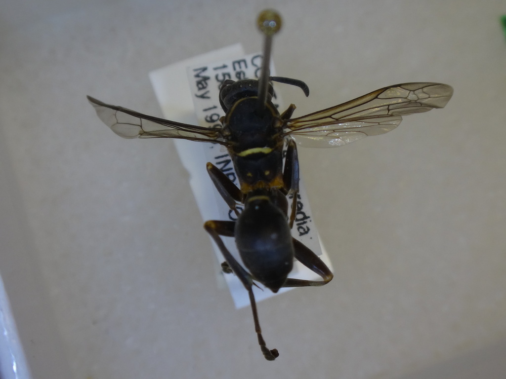 Mischocyttarus tolensis