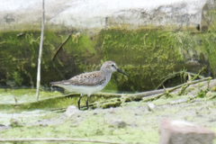 Calidris fuscicollis × calidris alpina