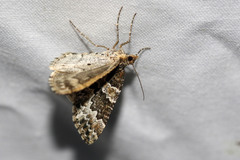 Electrophaes corylata