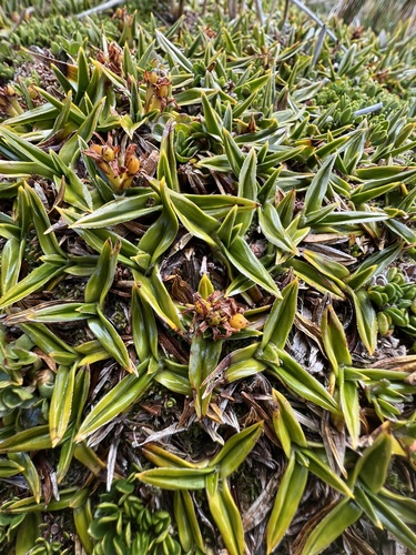 Astelia pumila (Astelia pumila)