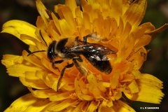 Exleycolletes