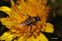 Exleycolletes