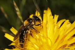 Exleycolletes