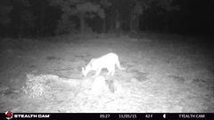 Puma concolor couguar