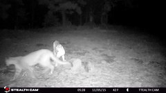 Puma concolor couguar